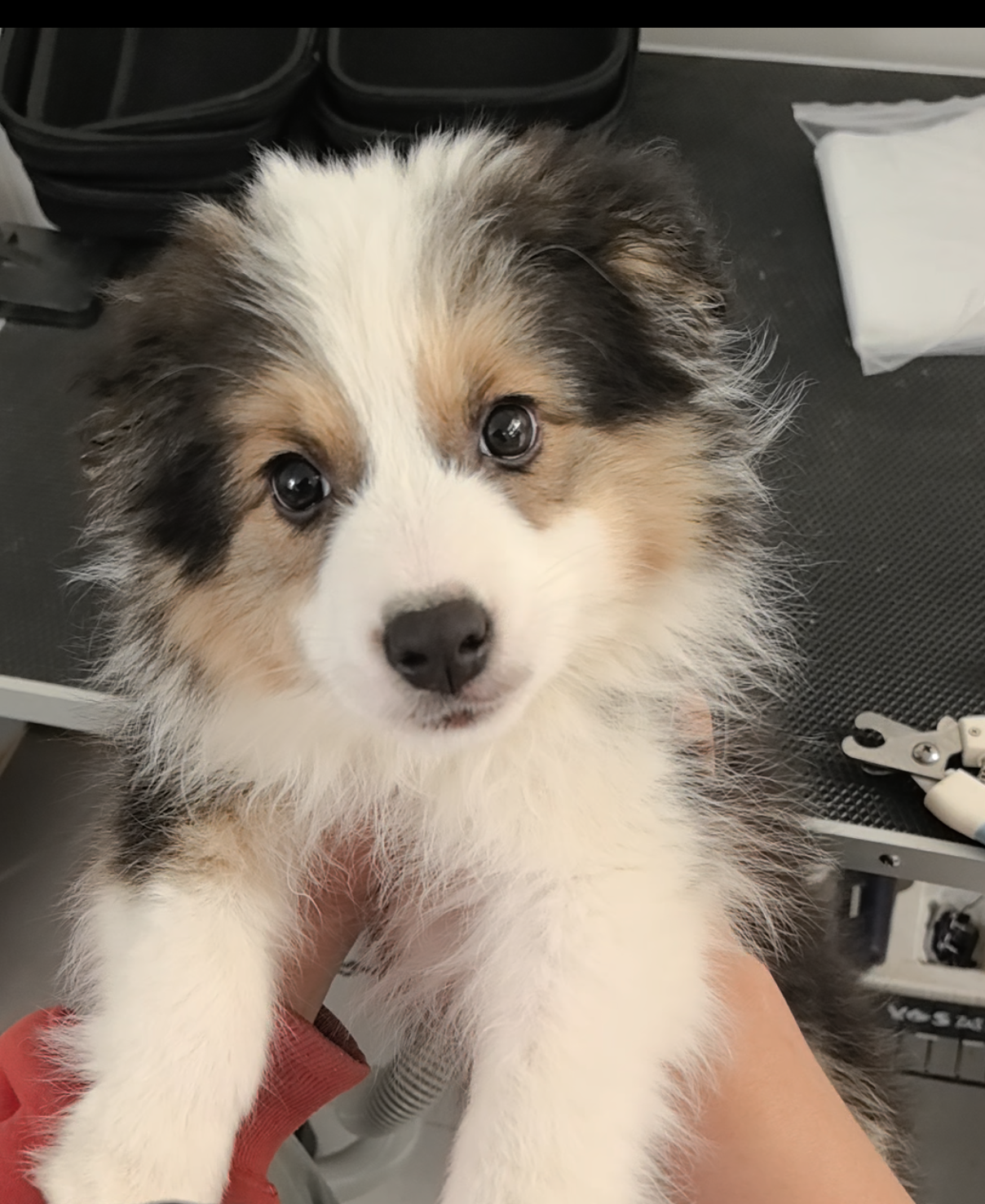 三色边牧妹妹，三通七白